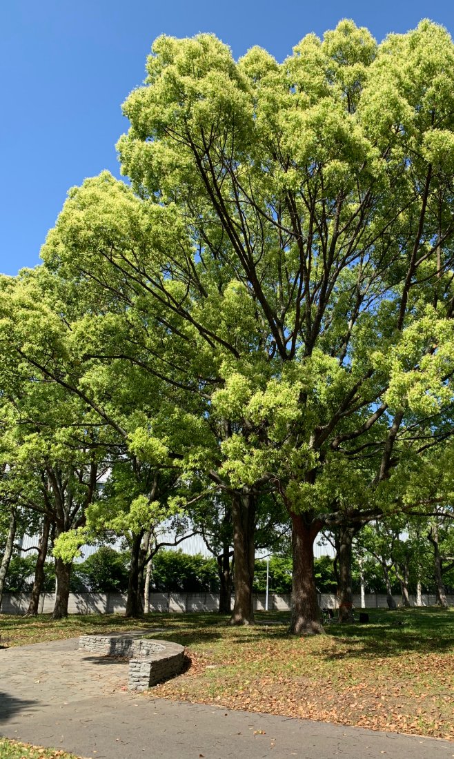 Original photo of trees in a park